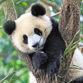 PUZZLE PANDA, LEU SI TIGRU, 3X49 PIESE - RAVENSBURGER (RVSPC05666)