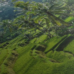 Tablou cu terasele cu orez Tegalalang, Bali (70x50 cm)
