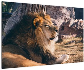 Tablou cu leul dormind (90x60 cm)
