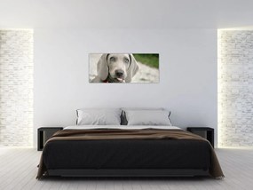 Tablou - cățeluș weimaraner (120x50 cm)