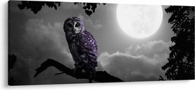 Tablou - Bufniță de noapte, bufniță mov (120x50 cm)