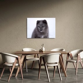 Tablou pe sticlă cu vulpe polară (70x50 cm)