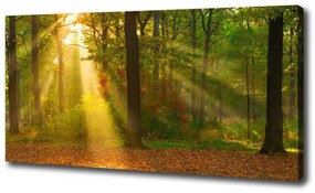 Tablou canvas Pădurea în soare