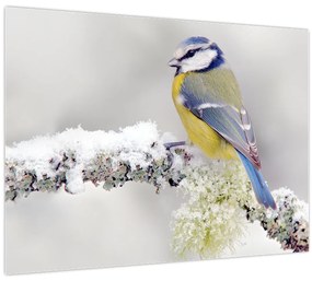 Tablou pe sticlă - Tit albastru în pădure (70x50 cm)