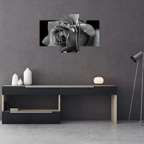 Tablou cu trandafir - albneagră (90x60 cm)
