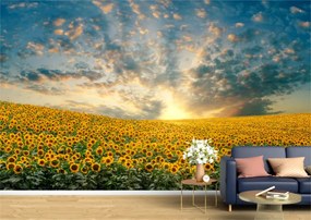 Tapet Premium Canvas - Campul de floarea soarelui la apus