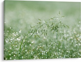 Tablou - Roua dimineții pe firele de iarbă (70x50 cm)