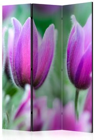 Paravan - Purple spring tulips [Room Dividers]