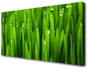 Tablou pe panza canvas Iarbă Natura verde
