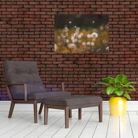 Tablou pe sticlă - Pajiște cu iarbă de cozonac N⁰2 (70x50 cm)
