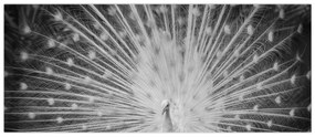Tablou - Păun alb (120x50 cm)