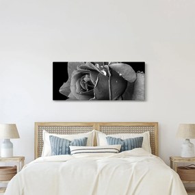 Tablou cu trandafir - albneagră (120x50 cm)