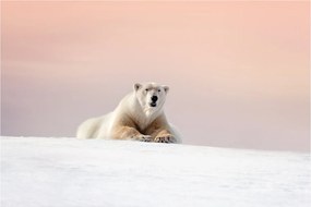 Tablou - Urs polar (90x60 cm)