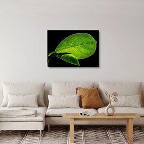 Tablou pe sticlă - frunză verde (70x50 cm)