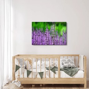 Tablou cu flori de luncă violete (90x60 cm)