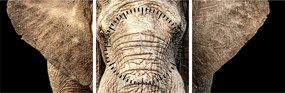 Tablou - Elefant african (cu ceas) (90x30 cm)