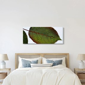 Tablou - Frunze de trandafir (120x50 cm)