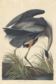 John James (after) Audubon - Reproducere Great blue Heron, 1834, (26.7 x 40 cm)
