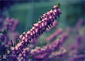 Tablou cu lavanda (70x50 cm)
