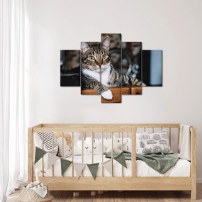 Tablou cu pisica (150x105 cm)