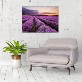Tablou - Câmp de lavandă la apus de soare (70x50 cm)
