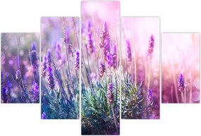 Tablou - Lavandă în strălucirea soarelui (150x105 cm)