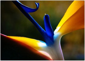 Tablou - Floare exotică (70x50 cm)