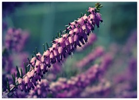 Tablou pe sticlă cu lavanda (70x50 cm)