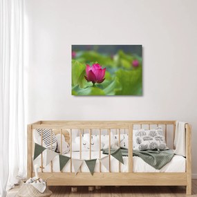 Tablou pe sticlă - floare de apă (70x50 cm)