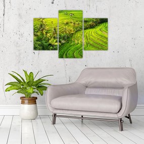 Tablou - Terase de orez (90x60 cm)