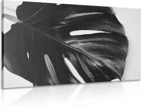 Tablou frunză de philodendron  alb-negru