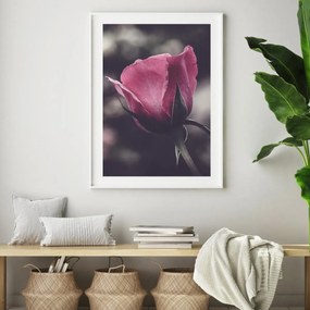 Poster - Floarea de trandafir (A4)