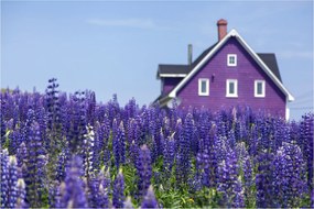 Tablou cu câmp de lavanda (90x60 cm)