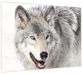 Tablou - Lupul în natură (70x50 cm)