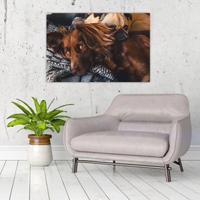Tablou cu câini dormind (90x60 cm)