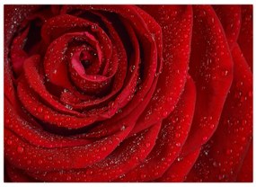Tablou - detaliu de trandafir (70x50 cm)