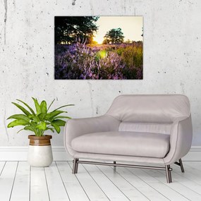Tablou pe sticlă - Câmp cu lavandă (70x50 cm)