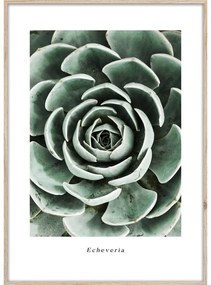 Tablou 50x70 cm Echeveria – Styler
