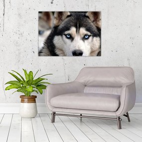Tablou pe sticlă cu câinele husky (70x50 cm)