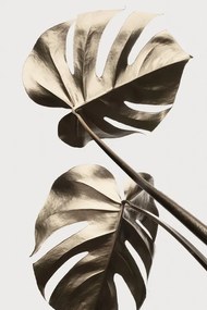 Ilustrație Monstera Gold 08, Studio Collection