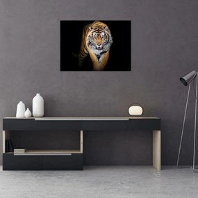 Tablou pe sticlă - Tiger (70x50 cm)