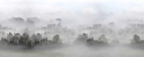 Fototapet, Morning Fog, Rebel Walls