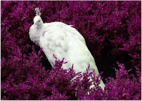 Tablou - Păun alb (70x50 cm)