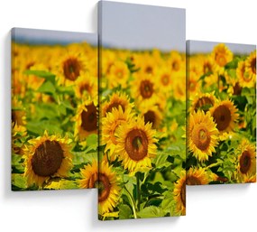 Tablou - Floarea-soarelui (90x60 cm)