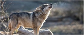 Tablou - Lupul urlător (120x50 cm)