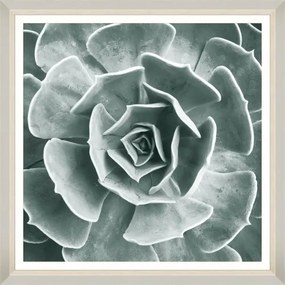 Tablou Framed Art Succulent IV