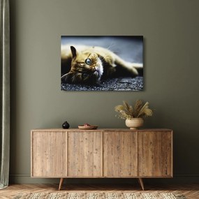 Tablou cu pisica (90x60 cm)