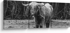 Tablou - Vacă scoțiană 3,alb-negru (cu ceas) (90x30 cm)
