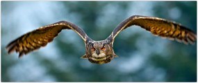 Tablou -Bufnita în zbor (120x50 cm)