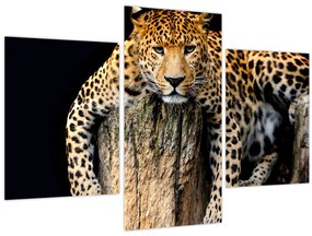 Tablou - Ghepard (90x60 cm)